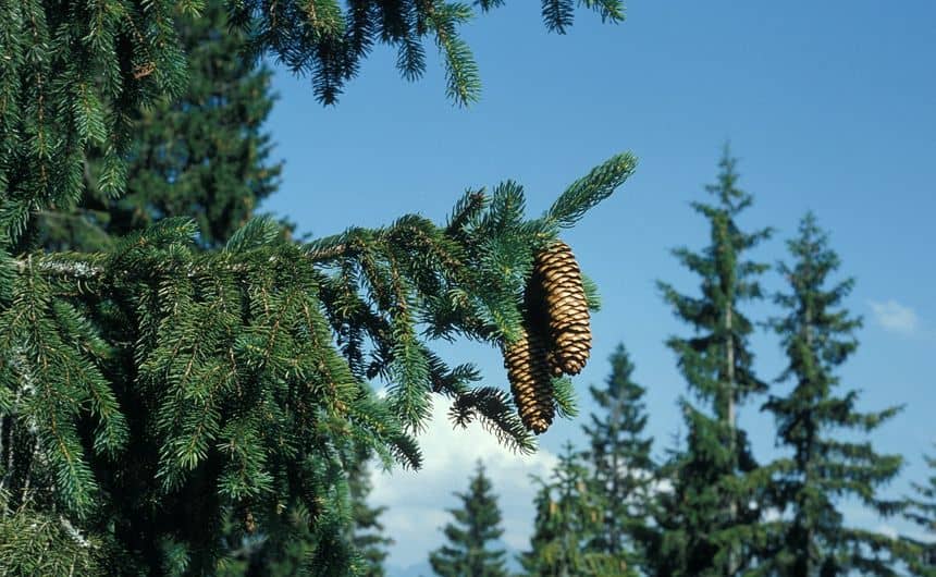 picea-abies-19-fijnspar-saxifraga-jan-van-der-straaten